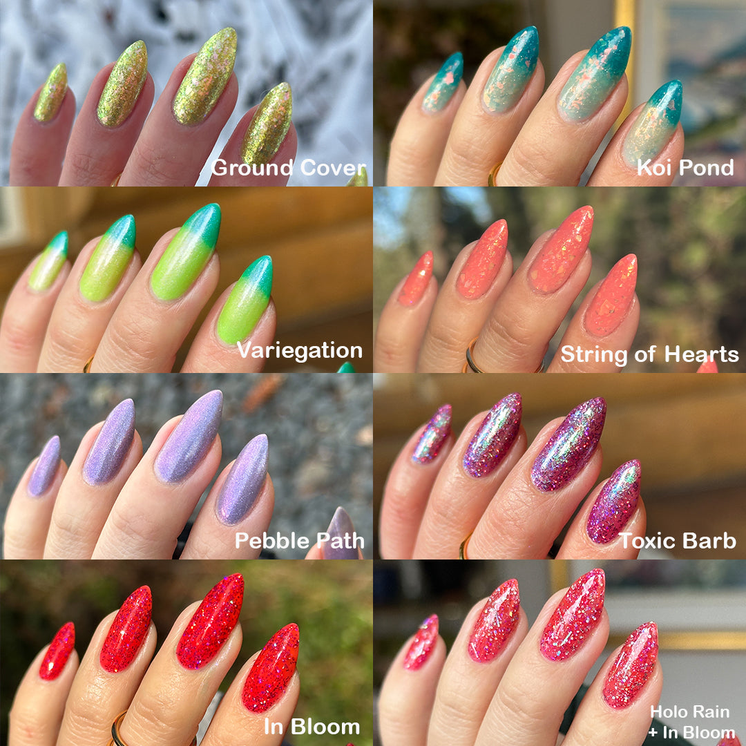 Succulent Garden Collection