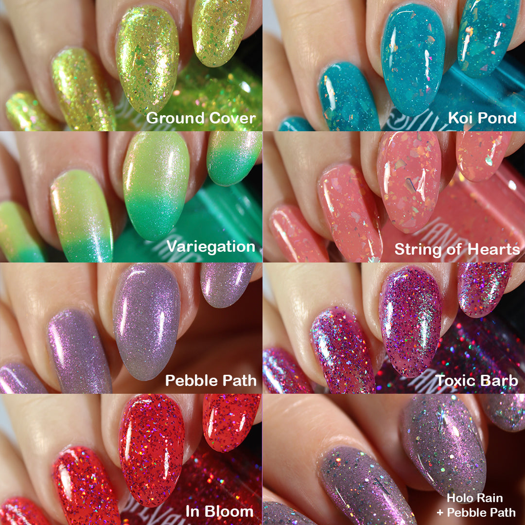 Succulent Garden Collection